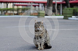 Street cat. The yard, stray cat is walking. Abandoned pet. A wandering animal. Spotted cat.