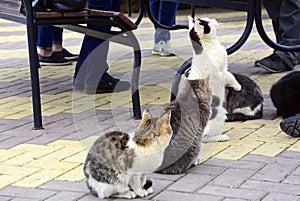 Street cats beg for food from cafe visitors