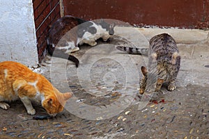 Street cats eating fresh fish in the old quarter of the Medina