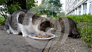 Street cats eating their breakfast