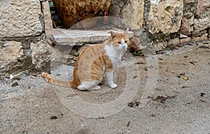 Street cats at Ein Karem. Jerusalem