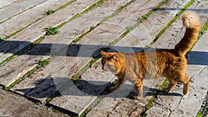 Street cats in Ephesus, Turkey
