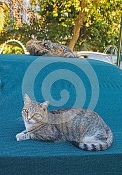 Street Cats in Kadikoy photo