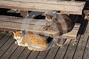 Street cats lies on the wooden steps
