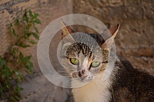 Street cats in Nazareth Old City