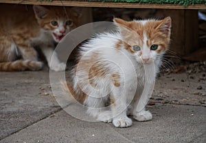 Street cats in a park for cats