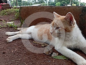 Street cats are relaxing in the afternoon on the outskirts of Jakarta