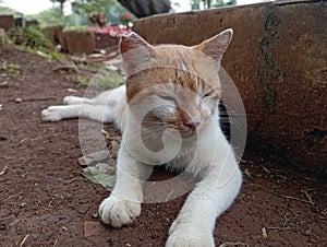 Street cats are relaxing in the afternoon on the outskirts of Jakarta