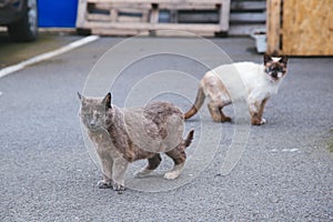 Street cats sitting on the street