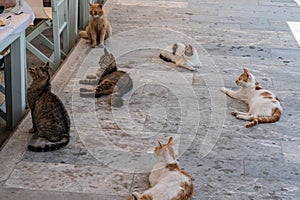 Street cats waiting for some food on the pavmente near a restaurant