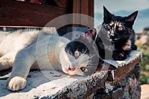 Street catÑ– basking in the sun at the beach restaurant in Greece