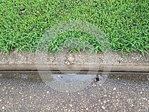 Street, cement curb, and wet green grass