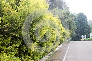 Street in Cibodas Botanical Garden in Puncak, Indonesia