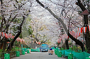 Street cleaners & garbage collectors working under an archway of beautiful cherry blossoms with traditional Japanese lanterns photo