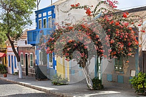 Street with colorful houses and red flowering tree in Cape Verde
