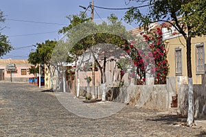 Street with colorful houses and red flowering tree in Cape Verde