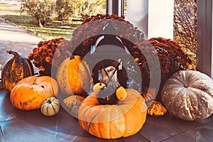 Street composition of pumpkins and flowers. Autumn