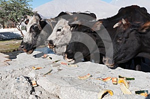 Street cows head detail eating melon peel rind garbage