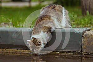 Street cute cat drinks water