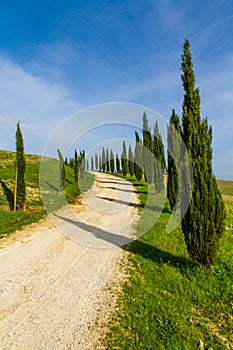 Street Among Cypresses in Tuscany-Val dOrcia,Italy