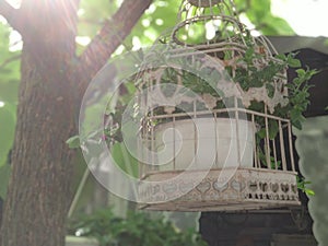 Street decor on a tree with a potted green plant in a vintage cage