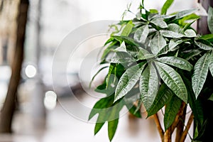 The street decorated with green bush. Photo with blurred background, soft focus. After rain