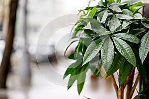 The street decorated with green bush. Photo with blurred background, soft focus. After rain