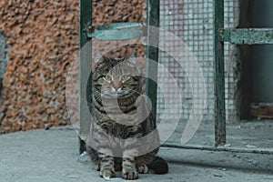 Street dirty cat looking into the camera. Hungry and surprised look of a pet