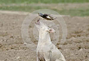 Street dog and black drongo fighting in the wildlife