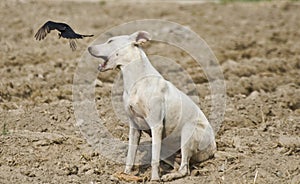 Street dog and black drongo fighting in the wildlife