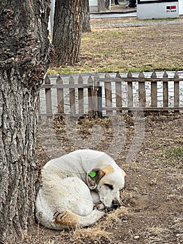 Street dog with an ear tag lounging under the tree