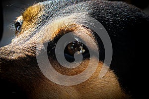 Street Dog Eye photo