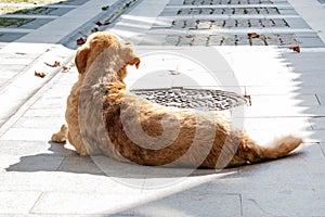 Street Dog is Feeling Excited, Moving Tail