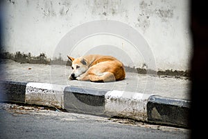 Street dog in kathmandu