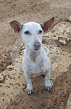 A street dog at Keerimali Spring in the Jaffna region of northern Sri Lanka.