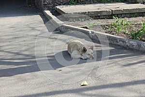 Street dog lying on the asphalt road