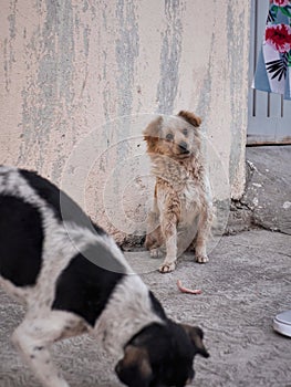 Street dog in Mexico with crooked mouth waits for food