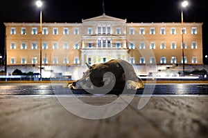 Street dog near Greek Parliament photo