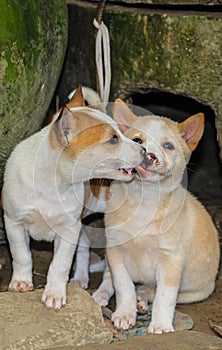 Street dog puppies playing with each other. Puppies playing in dog house outside.