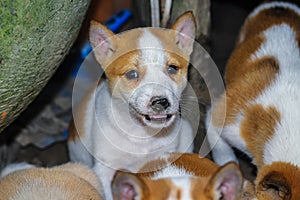 Street dog puppies playing with each other. Puppies playing in dog house outside.