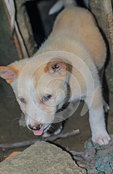 Street dog puppies playing with each other. Puppies playing in dog house outside.