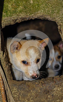 Street dog puppies playing with each other. Puppies playing in dog house outside.