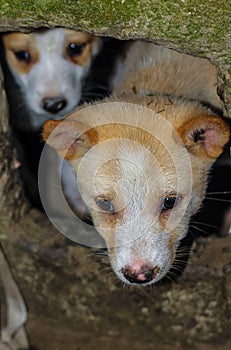 Street dog puppies playing with each other. Puppies playing in dog house outside.