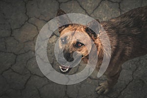 Street dog red eyes looking up