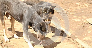 Street Dog at rural area