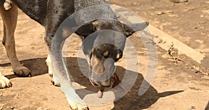 Street dog at rural area