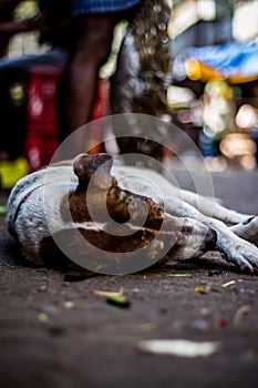 Street dog sleeping on main market / bazaar in chennai, Tamilnadu, India. Stray dog sleeping on street