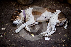 Street dog sleeping on main market / bazaar in chennai, Tamilnadu, India. Stray dog sleeping on street