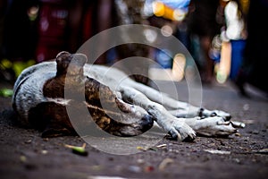 Street dog sleeping on main market / bazaar in chennai, Tamilnadu, India. Stray dog sleeping on street