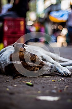 Street dog sleeping on main market / bazaar in chennai, Tamilnadu, India. Stray dog sleeping on street